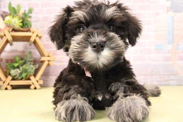 愛知県のミニチュアシュナウザー (Coo&RIKU名古屋滝ノ水店/2025年9月20日生まれ/女の子/ブラックシルバー)の子犬の1枚目の画像