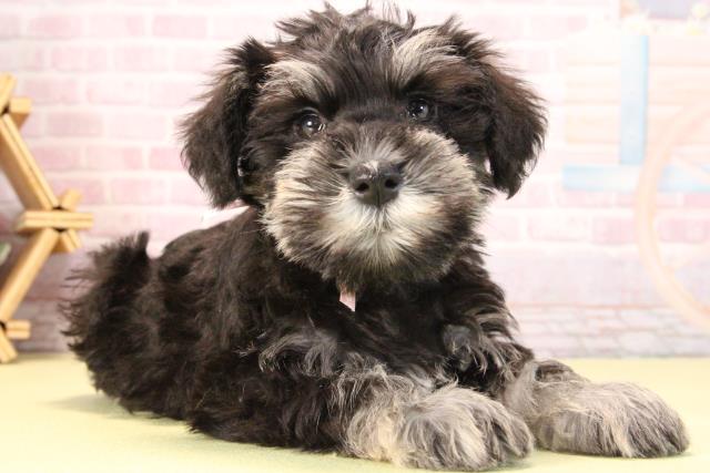 愛知県のミニチュアシュナウザー (Coo&RIKU名古屋滝ノ水店/2025年9月20日生まれ/女の子/ブラックシルバー)の子犬の2枚目の画像