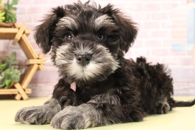 愛知県のミニチュアシュナウザー (Coo&RIKU名古屋滝ノ水店/2025年9月20日生まれ/女の子/ブラックシルバー)の子犬の3枚目の画像