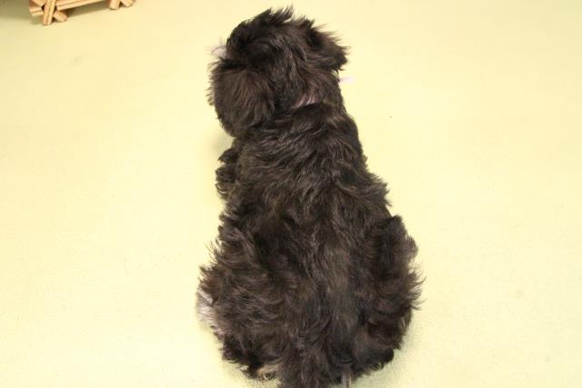 愛知県のミニチュアシュナウザー (Coo&RIKU名古屋滝ノ水店/2025年9月20日生まれ/女の子/ブラックシルバー)の子犬の4枚目の画像