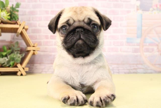 愛知県のパグ (Coo&RIKU半田店/2025年9月21日生まれ/男の子/フォーン)の子犬