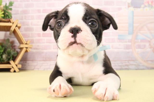 愛知県のボストンテリア (Coo&RIKU岡崎店/2025年9月20日生まれ/男の子/ボストンカラー)の子犬