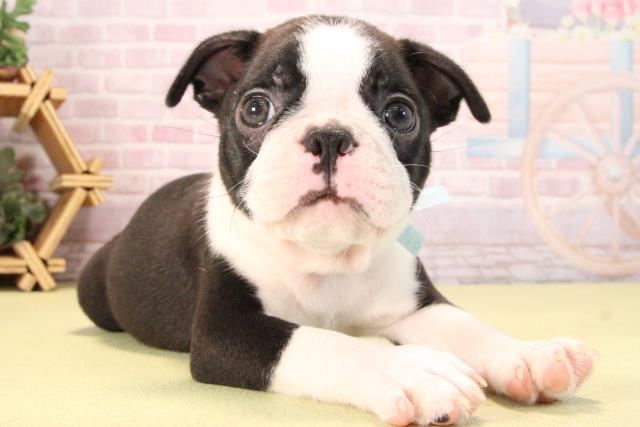 愛知県のボストンテリア (Coo&RIKU岡崎店/2025年9月20日生まれ/男の子/ボストンカラー)の子犬の2枚目の画像