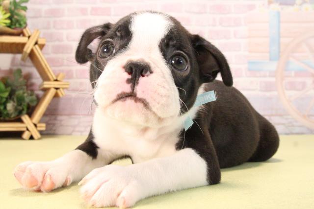 愛知県のボストンテリア (Coo&RIKU岡崎店/2025年9月20日生まれ/男の子/ボストンカラー)の子犬の3枚目の画像