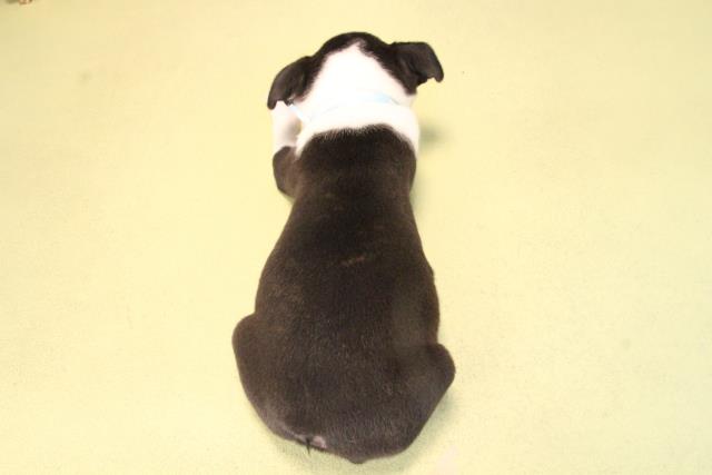 愛知県のボストンテリア (Coo&RIKU岡崎店/2025年9月20日生まれ/男の子/ボストンカラー)の子犬の4枚目の画像