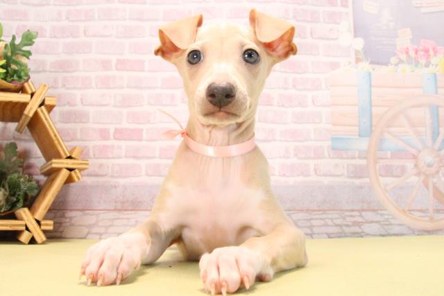 愛知県のイタリアングレーハウンド (Coo&RIKU瀬港線守山店/2025年9月17日生まれ/女の子/フォーンホワイト)の子犬の1枚目の画像