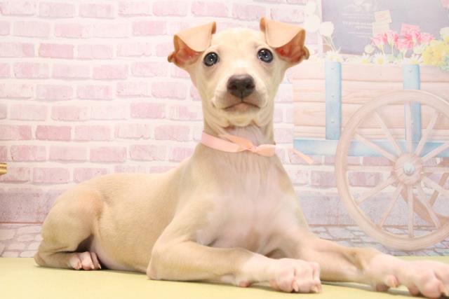 愛知県のイタリアングレーハウンド (Coo&RIKU瀬港線守山店/2025年9月17日生まれ/女の子/フォーンホワイト)の子犬の2枚目の画像