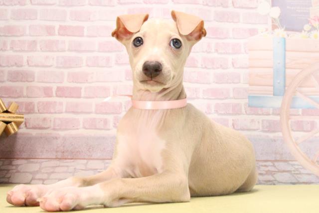 愛知県のイタリアングレーハウンド (Coo&RIKU瀬港線守山店/2025年9月17日生まれ/女の子/フォーンホワイト)の子犬の3枚目の画像