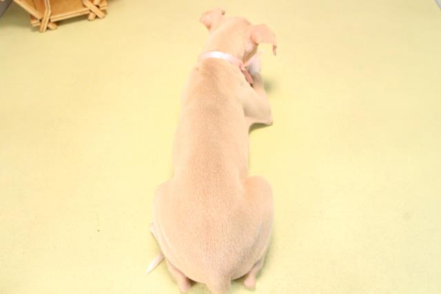 愛知県のイタリアングレーハウンド (Coo&RIKU瀬港線守山店/2025年9月17日生まれ/女の子/フォーンホワイト)の子犬の4枚目の画像