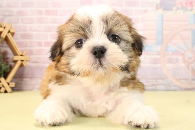 愛知県のシーズー (Coo&RIKU瀬港線守山店/2025年9月21日生まれ/男の子/ホワイトゴールド)の子犬の1枚目の画像