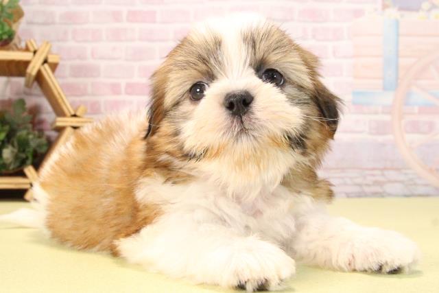 愛知県のシーズー (Coo&RIKU瀬港線守山店/2025年9月21日生まれ/男の子/ホワイトゴールド)の子犬の2枚目の画像