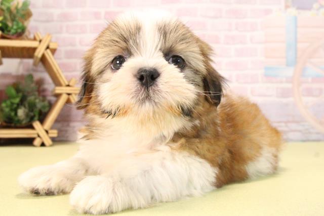 愛知県のシーズー (Coo&RIKU瀬港線守山店/2025年9月21日生まれ/男の子/ホワイトゴールド)の子犬の3枚目の画像