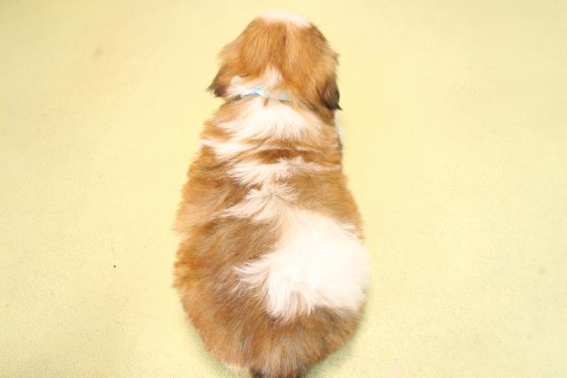 愛知県のシーズー (Coo&RIKU瀬港線守山店/2025年9月21日生まれ/男の子/ホワイトゴールド)の子犬の4枚目の画像