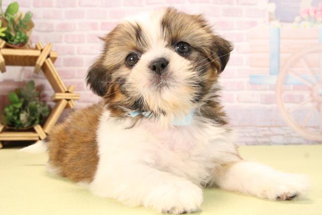 滋賀県のシーズー (Coo&RIKU滋賀草津店/2025年9月21日生まれ/男の子/ホワイトゴールド)の子犬の2枚目の画像