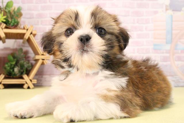 滋賀県のシーズー (Coo&RIKU滋賀草津店/2025年9月21日生まれ/男の子/ホワイトゴールド)の子犬の3枚目の画像