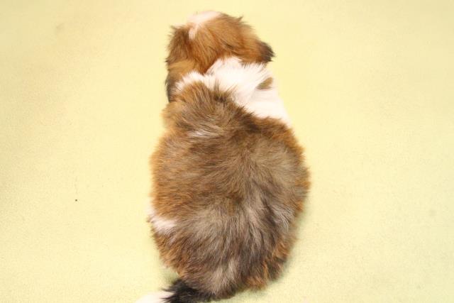 滋賀県のシーズー (Coo&RIKU滋賀草津店/2025年9月21日生まれ/男の子/ホワイトゴールド)の子犬の4枚目の画像