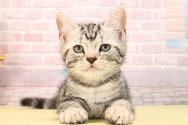 愛知県のアメリカンショートヘアー (Coo&RIKU名古屋中川店/2025年9月15日生まれ/男の子/シルバータビー)の子猫