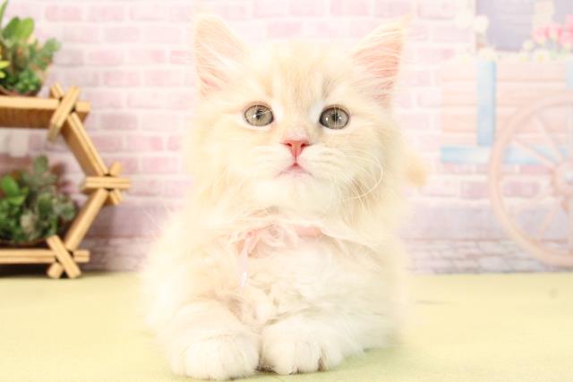 三重県のスコティッシュフォールド (Coo&RIKU津高茶屋店/2025年9月21日生まれ/女の子/クリームタビー)の子猫の1枚目の画像