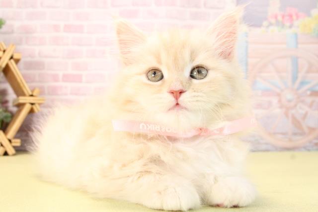 三重県のスコティッシュフォールド (Coo&RIKU津高茶屋店/2025年9月21日生まれ/女の子/クリームタビー)の子猫の2枚目の画像