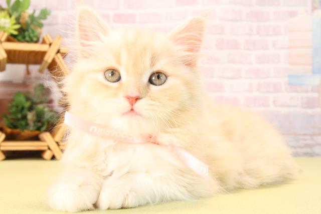 三重県のスコティッシュフォールド (Coo&RIKU津高茶屋店/2025年9月21日生まれ/女の子/クリームタビー)の子猫の3枚目の画像