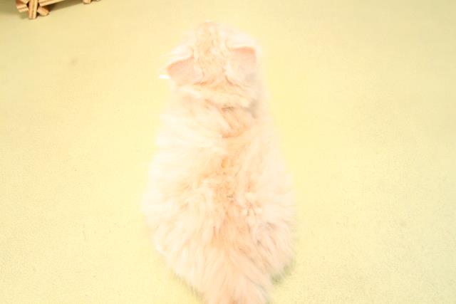 三重県のスコティッシュフォールド (Coo&RIKU津高茶屋店/2025年9月21日生まれ/女の子/クリームタビー)の子猫の4枚目の画像