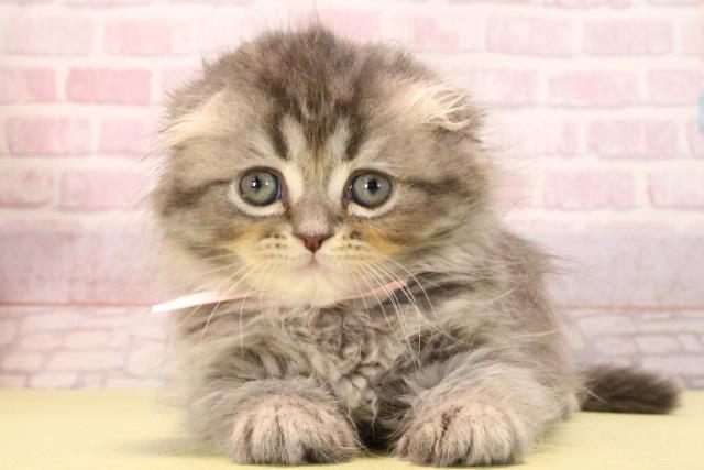 愛知県のスコティッシュフォールド (Coo&RIKU名古屋滝ノ水店/2025年9月20日生まれ/女の子/ブルータビー)の子猫の1枚目の画像