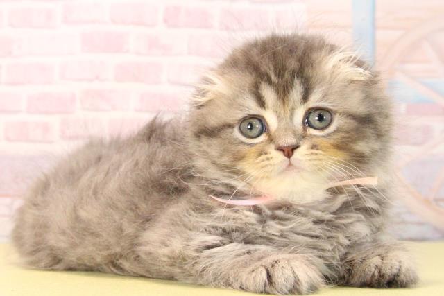 愛知県のスコティッシュフォールド (Coo&RIKU名古屋滝ノ水店/2025年9月20日生まれ/女の子/ブルータビー)の子猫の2枚目の画像