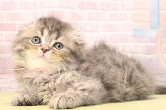 愛知県のスコティッシュフォールド (Coo&RIKU名古屋滝ノ水店/2025年9月20日生まれ/女の子/ブルータビー)の子猫の3枚目の画像