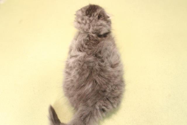 愛知県のスコティッシュフォールド (Coo&RIKU名古屋滝ノ水店/2025年9月20日生まれ/女の子/ブルータビー)の子猫の4枚目の画像