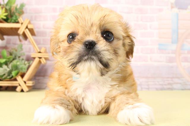 愛知県のハーフ犬・ミックス犬 (Coo&RIKU岡崎店/2025年9月21日生まれ/男の子/レッドホワイト)の子犬の1枚目の画像