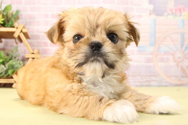 愛知県のハーフ犬・ミックス犬 (Coo&RIKU岡崎店/2025年9月21日生まれ/男の子/レッドホワイト)の子犬の2枚目の画像