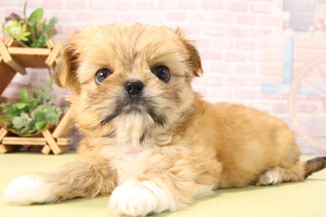 愛知県のハーフ犬・ミックス犬 (Coo&RIKU岡崎店/2025年9月21日生まれ/男の子/レッドホワイト)の子犬の3枚目の画像