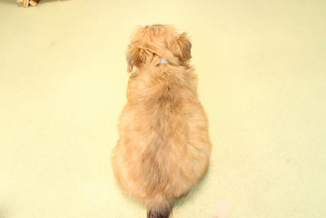 愛知県のハーフ犬・ミックス犬 (Coo&RIKU岡崎店/2025年9月21日生まれ/男の子/レッドホワイト)の子犬の4枚目の画像