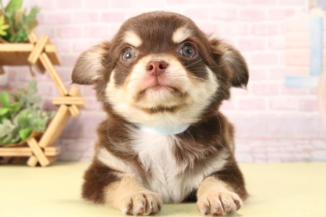 愛知県のチワワ(ロング) (Coo&RIKU東海店/2025年9月19日生まれ/男の子/チョコレートクリームホワイト)の子犬の1枚目の画像