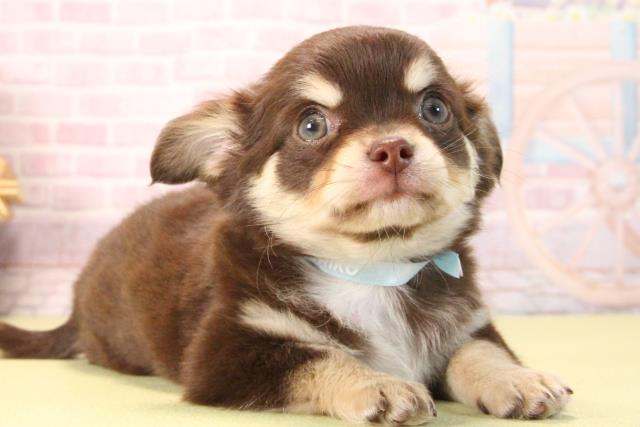 愛知県のチワワ(ロング) (Coo&RIKU東海店/2025年9月19日生まれ/男の子/チョコレートクリームホワイト)の子犬の2枚目の画像