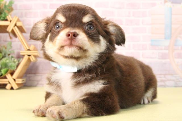 愛知県のチワワ(ロング) (Coo&RIKU東海店/2025年9月19日生まれ/男の子/チョコレートクリームホワイト)の子犬の3枚目の画像