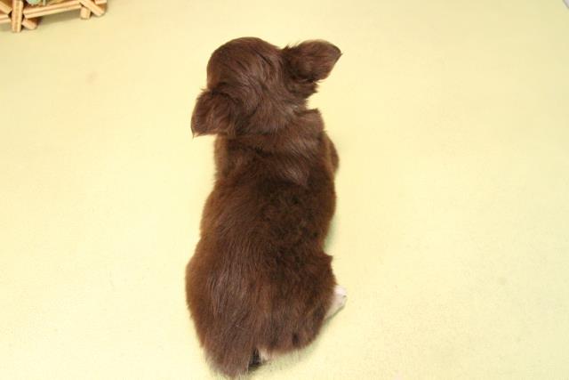 愛知県のチワワ(ロング) (Coo&RIKU東海店/2025年9月19日生まれ/男の子/チョコレートクリームホワイト)の子犬の4枚目の画像