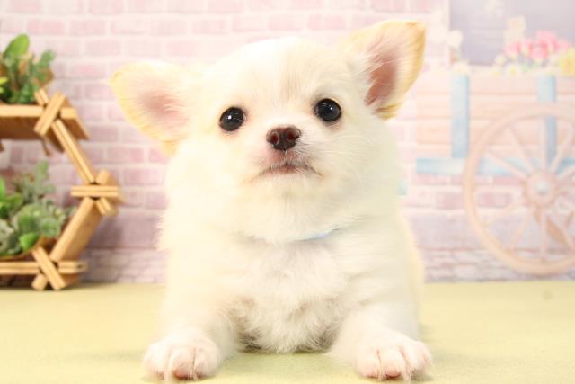 愛知県のチワワ(ロング) (Coo&RIKU名古屋滝ノ水店/2025年9月20日生まれ/男の子/クリームホワイト)の子犬の1枚目の画像