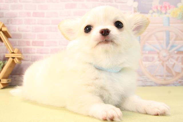 愛知県のチワワ(ロング) (Coo&RIKU名古屋滝ノ水店/2025年9月20日生まれ/男の子/クリームホワイト)の子犬の2枚目の画像