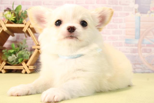 愛知県のチワワ(ロング) (Coo&RIKU名古屋滝ノ水店/2025年9月20日生まれ/男の子/クリームホワイト)の子犬の3枚目の画像