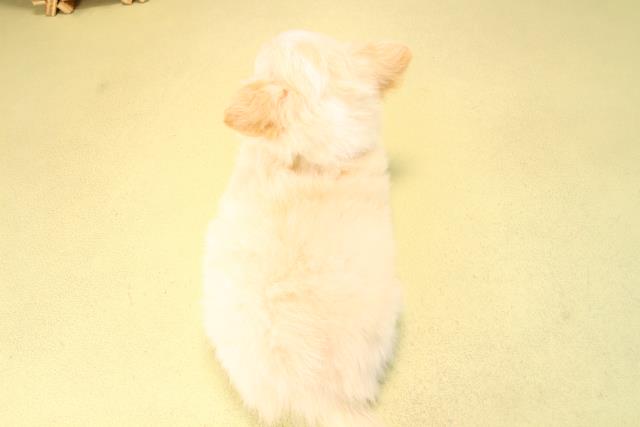 愛知県のチワワ(ロング) (Coo&RIKU名古屋滝ノ水店/2025年9月20日生まれ/男の子/クリームホワイト)の子犬の4枚目の画像
