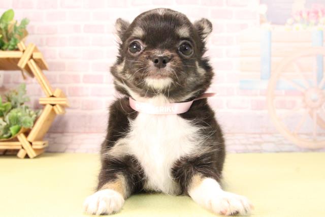 愛知県のチワワ(ロング) (Coo&RIKU半田店/2025年9月20日生まれ/女の子/ブラックタンホワイト)の子犬の1枚目の画像