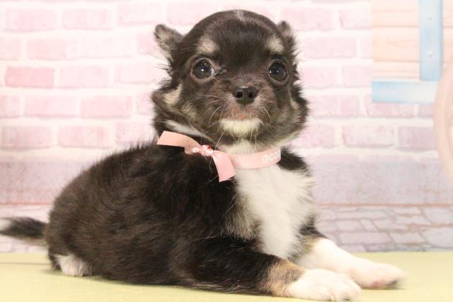 愛知県のチワワ(ロング) (Coo&RIKU半田店/2025年9月20日生まれ/女の子/ブラックタンホワイト)の子犬の2枚目の画像