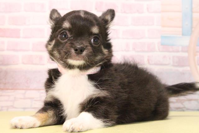 愛知県のチワワ(ロング) (Coo&RIKU半田店/2025年9月20日生まれ/女の子/ブラックタンホワイト)の子犬の3枚目の画像