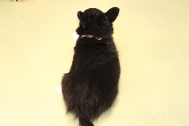 愛知県のチワワ(ロング) (Coo&RIKU半田店/2025年9月20日生まれ/女の子/ブラックタンホワイト)の子犬の4枚目の画像