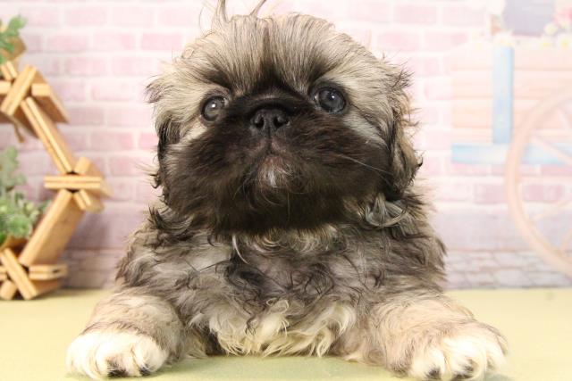 愛知県のペキニーズ (Coo&RIKU東海店/2025年9月21日生まれ/男の子/フォーン)の子犬