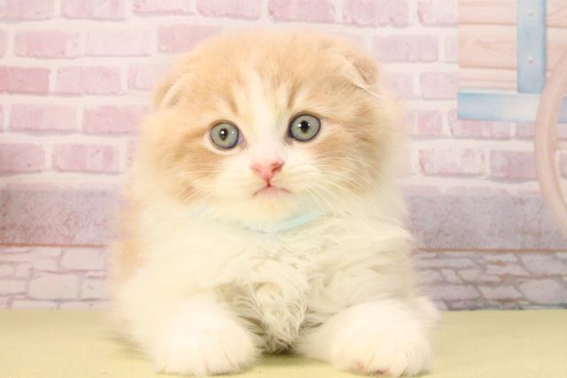 愛知県のスコティッシュフォールド (Coo&RIKU名古屋中川店/2025年9月20日生まれ/男の子/クリームタビーホワイト)の子猫