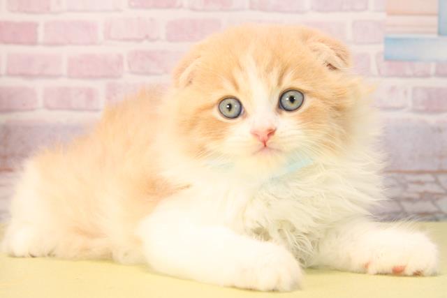 愛知県のスコティッシュフォールド (Coo&RIKU名古屋中川店/2025年9月20日生まれ/男の子/クリームタビーホワイト)の子猫の2枚目の画像