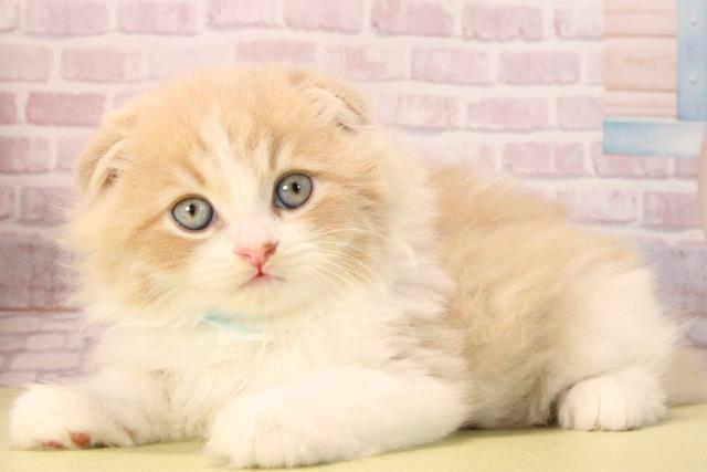 愛知県のスコティッシュフォールド (Coo&RIKU名古屋中川店/2025年9月20日生まれ/男の子/クリームタビーホワイト)の子猫の3枚目の画像