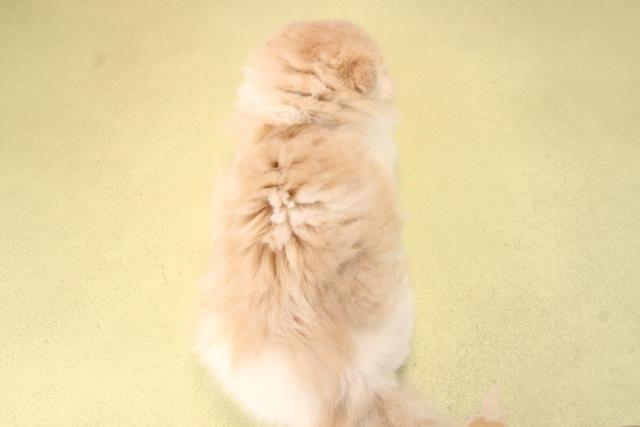 愛知県のスコティッシュフォールド (Coo&RIKU名古屋中川店/2025年9月20日生まれ/男の子/クリームタビーホワイト)の子猫の4枚目の画像